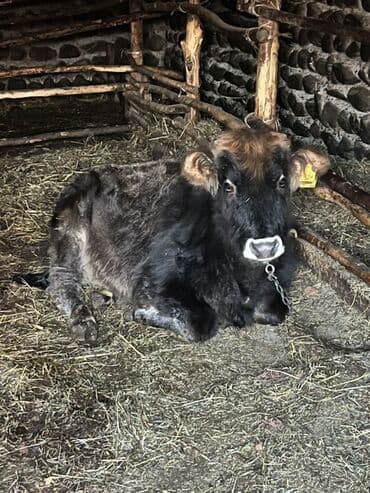 iney: Satılır zaqatalada — 2