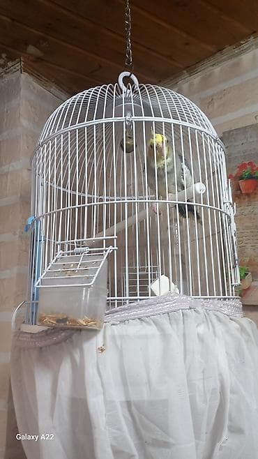 Karella qus satilir qefesnen bir yerde — 1