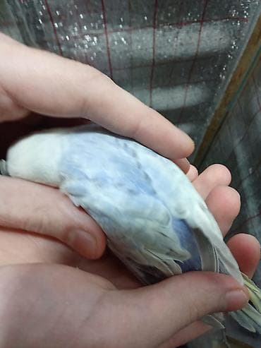 ev quslari adlari: Rainbov rənglərində 2 ədəd tutuquşu balaları satılır tam yemə — 3