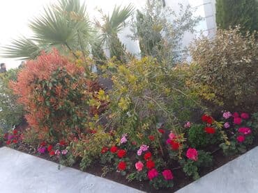 ищу работу садовник на дачу: Salam bağ evlərində, Abyektlərdə parklarda bağban xidməti görülür — 31