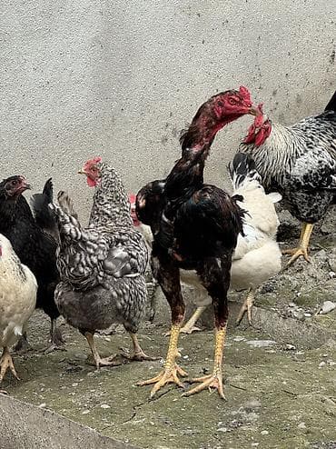 dana 2024: Xoruz, Heyratı, il: 1, Ünvandan götürmə, Ödənişli çatdırılma, Rayonlara çatdırılma — 7