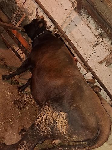 it almaq isteyirem: Qisir iney baki malidi 180 dan aqir eti var 2000 mine deyirem cuzi — 1