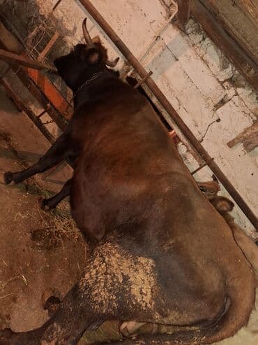 su tısbağası: Südlük inək 8 letir sudu bar — 2