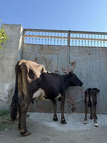 donuz balası: 15 litir süd verir 4 qarına doğun Balası erkeydi — 4