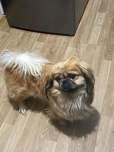 Gəmiricilər: Erkeydi getdiyim üçün satıram — 1