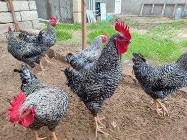 xarkov sortu toyuq: Məhsul: Xarkov xoruzlari.6 aylig — 2