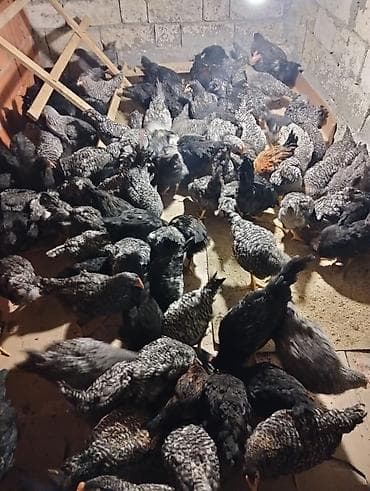 3 ayliq xarkov colpalari satılır 100eded colpadir 1 ededi 13 m .5