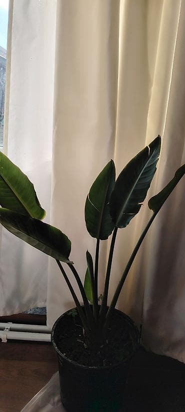 bitki: Sifarişlə gəlir. trelitzia nicolai (Ağ Quş Cənnəti) – iri dekorativ — 1