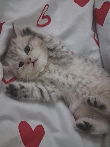 Digər heyvanlar: Şotland yastı qulaq — 5