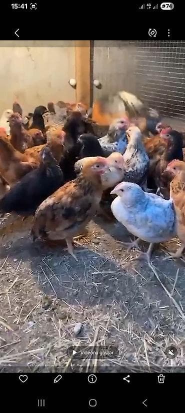 balaca cücə: Toyuq cücələri, Ətlik — 2