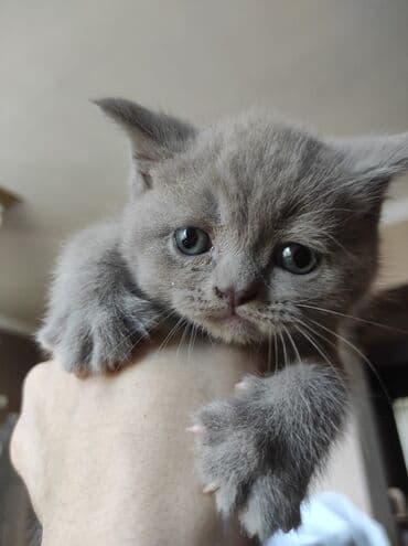 pişik cüt: Ağ balaca pişik balası – mavi gözlü, tükləri yumşaq və sıx. Üzündə və — 4