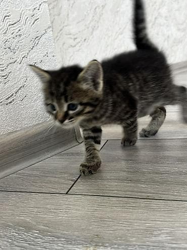 at sekilleri: Yaxşı əllərə — 5