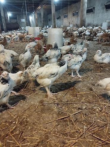 broyler cuce satisi: Toyuq cücələri, Ətlik — 3