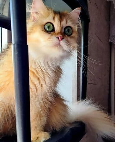 sari pisik: Britan, Dişi, Yaxşı əllərə, Ünvandan götürmə, Ödənişli çatdırılma — 7