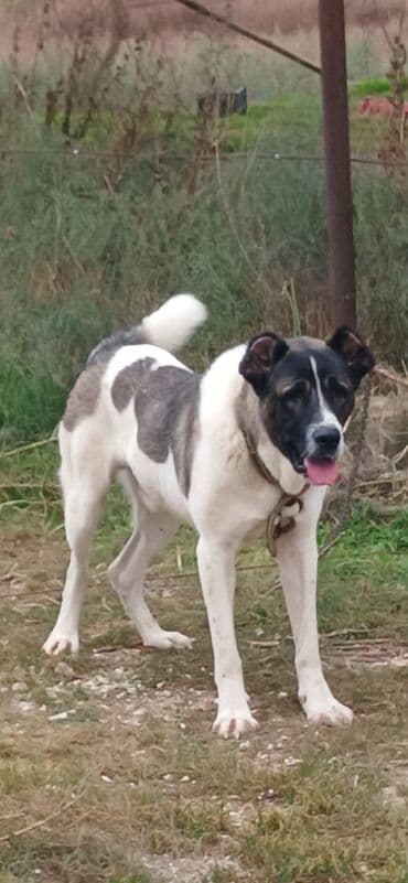 собака отдам в хорошие руки: Гурдбасар, 1 год, Самец, С прививками, Платная доставка — 8