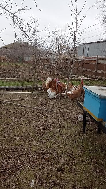 Животные: Самец, Для разведения — 2