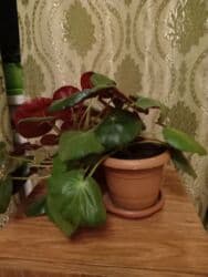 tuya bitkisi: Başlıq: Фиста 12 ман Təsvir: Фиста 12 ман Məhsul: Dairəvi, parlaq — 1