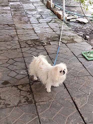 İtlər: Pekines, 7 ay, Erkek, Sənədli, Ünvandan götürmə, Ödənişli çatdırılma — 3