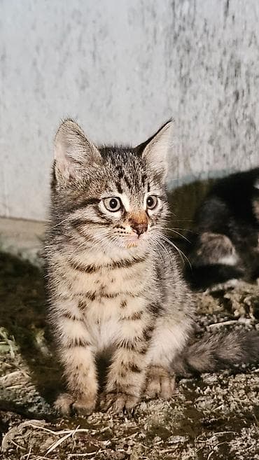 tap az ev heyvanlari: Erkək, Dişi, Yaxşı əllərə, Pulsuz çatdırılma — 5