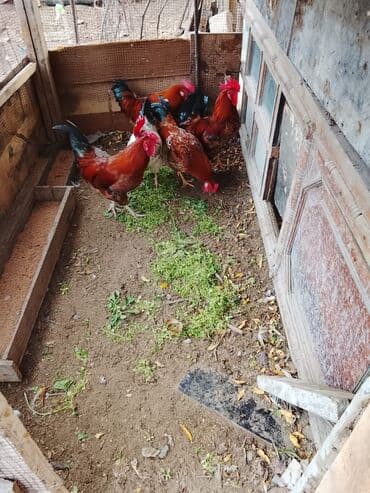 ördək balası və cücə: Məhsul: Xoruzlar sağlam heyvanlardı ünvan Kürdəxanı — 3