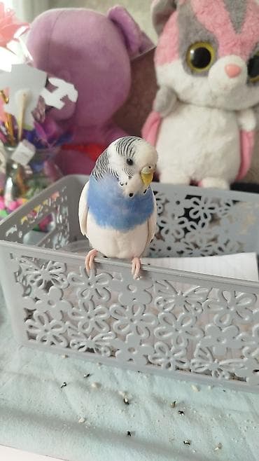 Muhabbet quşu hədiyyə edilib mene, bilmirəm neçə yaşı var ekekdi lalafo.az -da Muhabbet quşu hədiyyə edilib mene, bilmirəm neçə yaşı var ekekdi