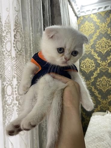 pisik esyalari: Şotland yastı qulaq — 2