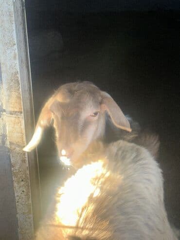 ucuz keci: Goranboy ✅ Ərəb sortu və yerli sort keçilər satılır. Yerlər daraldığı — 7