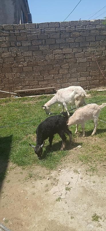 keçi bazarı: Sani kecisi 2 ayliq erkek cepisleri ile tecili satilit.balalar ot — 4