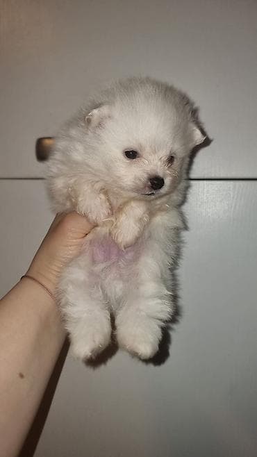 Птицы: Шпиц — 5