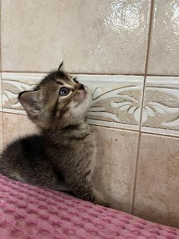 pişik daşıma: Tabbi, Yaxşı əllərə — 2