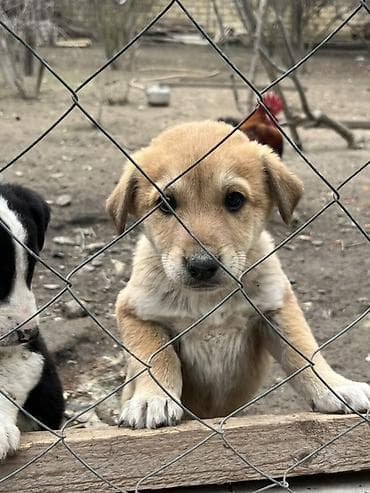 2 ay, Erkek lalafo.az -da 2 ay, Erkek