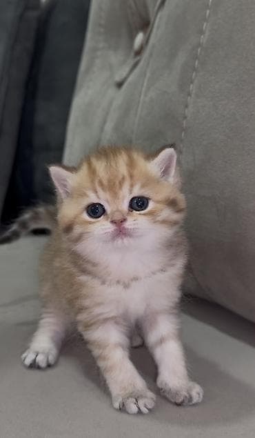 golden dog: Britan, Dişi — 3