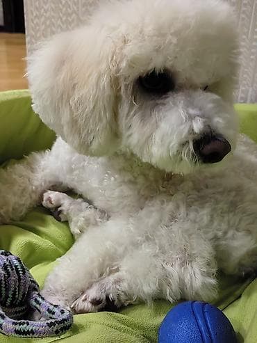 itlərin cütləşdirilməsi: Bişon Frize, 6 ay, Erkek — 9