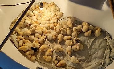 Цыплята: Сhicks, Для мяса — 1