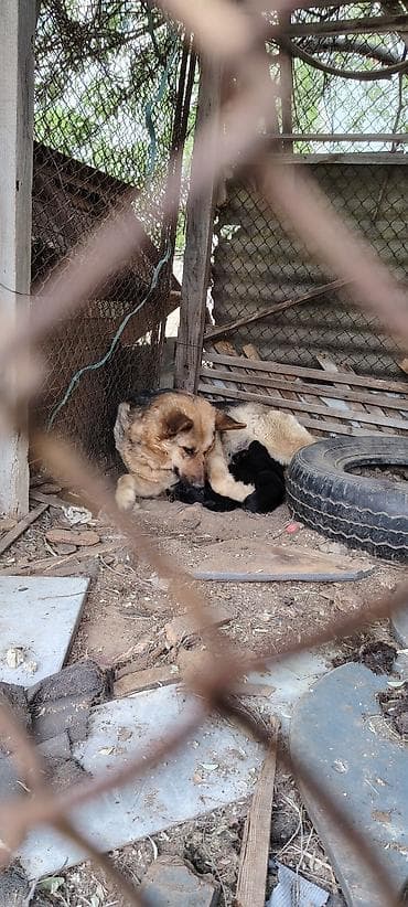 Alman çoban iti, 1 ay, Erkek, Ödənişli çatdırılma