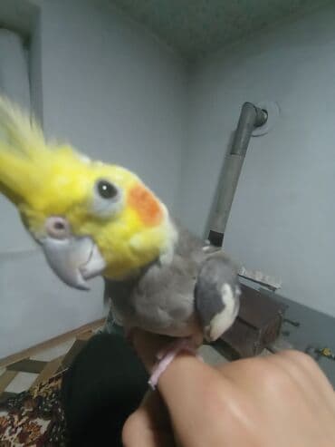 rəngli quşlar: Məhsul: Nimfa tutuquşusu (Cockatiel) Təsvir: - Rəng: sarı baş və — 2