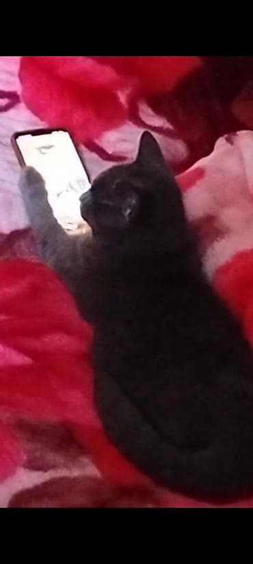 su pişiyi: Tamamilə boz rəngli, qısa tüklü ev pişiyi. Yumşaq, vahid rəngli kürkü — 1