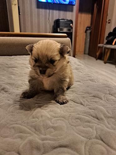 Şpitz, 1 ay, Ünvandan götürmə