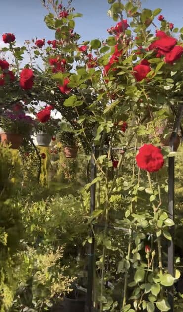 qapi dekoru: SAQI Gülçülük – Tərtərin ən gözəl gülləri • Öz bağımızda yetişdirilən — 5