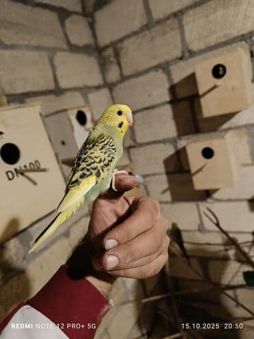 it novləri: Məhsul: Dalmatin və sarı rəng çalarlarında dalğalı tutuquşular — 2