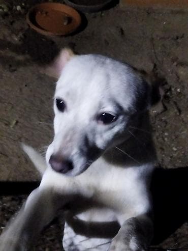 balaca it cinsleri: Balaca ölçülü it – ağ tüklü, qulaqları və belində açıq qəhvəyi — 1