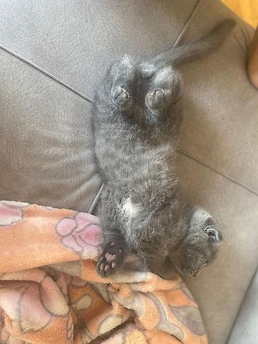 Digər ev dekoru: Məhsul: Dekorativ mavi gül buketi (süni) Təsvir: - Parlaq — 8