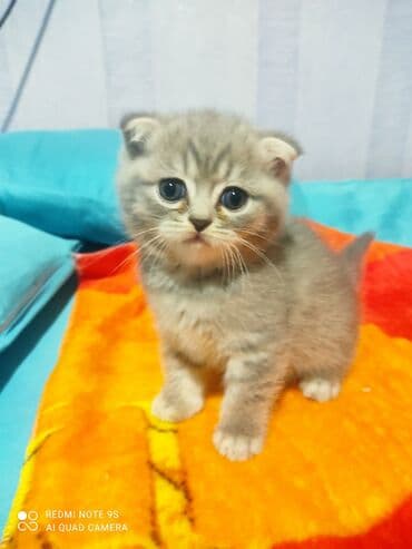 mingəcevir pişik: Şotland, Erkək, Dişi, Yaxşı əllərə, Ünvandan götürmə — 15