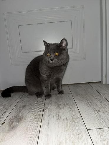 dişi itlər: Cutleshmek ucun dısı cins piwik lazimdir. 1yashi var — 1