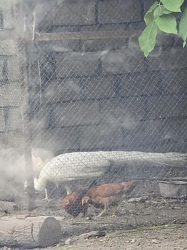 bildirçin yemi: Məhsul: Tovuz quşları (pava/pavo) Şekidedi Təsvir:cutu400 manata — 1