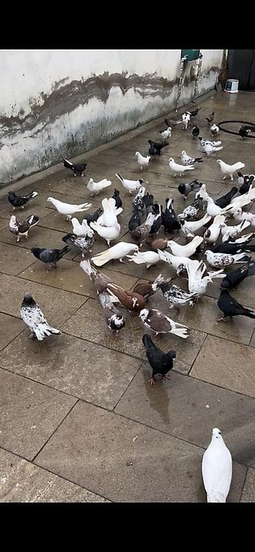 sumqayıt göyərçin: Hamisi satilir, KOM VERILMIR, qiymet 5-15 arasi quwdar xirdalandadi — 3