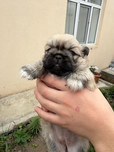avcarka bala: Pekines, 1 ay, Dişi, Peyvəndli, Rayonlara çatdırılma — 5