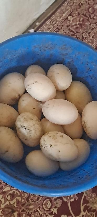 tap az quşlar: Ördək yumurtası biri 50 qepik teze mayalı yumurtalardı — 3