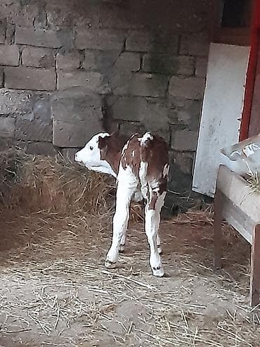smental dana: 3 qarına simental inek teze dogub balası disidi sudu 25 litirdi oz — 7