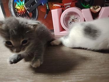 doberman qiyməti: Erkek ve dişi. Oynaqdırlar.yaxşı baxana satılır ucuz qiymətə — 4